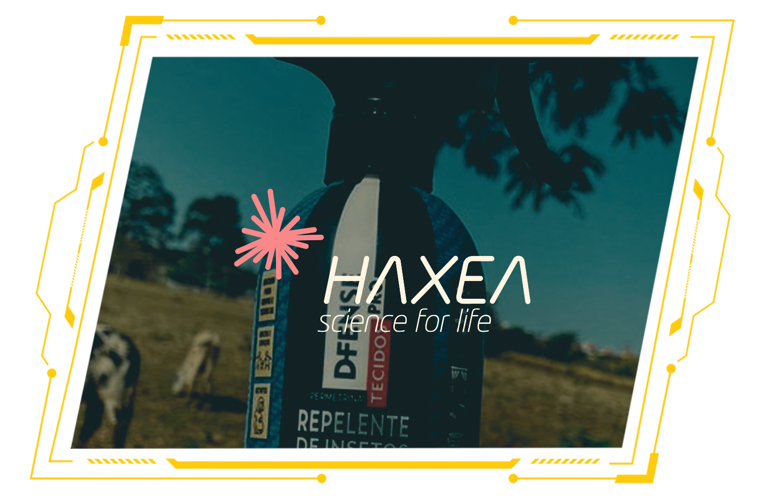 HAXEA